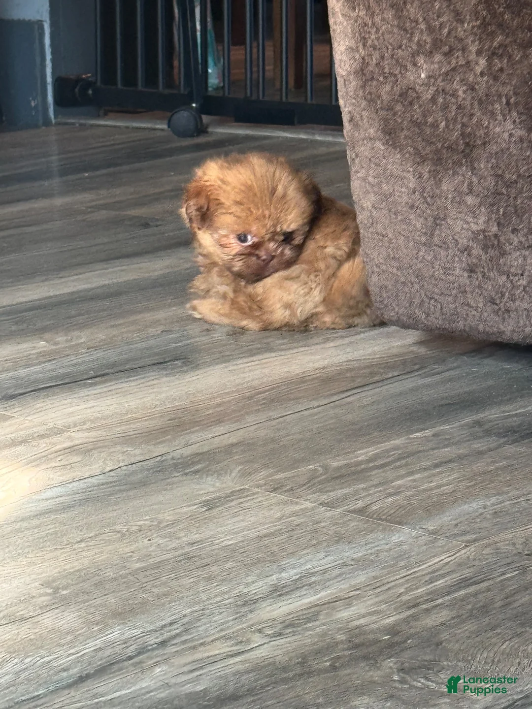 Shih Tzu dogs for sale: Shih Tzu 2 - Ad 2
