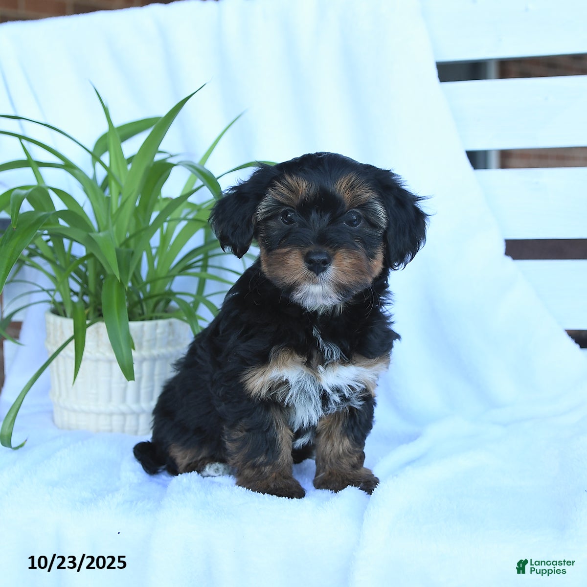 Shih Tzu Yorkie Poo Puppies For Sale In Ny Yorkiepoo Puppies For