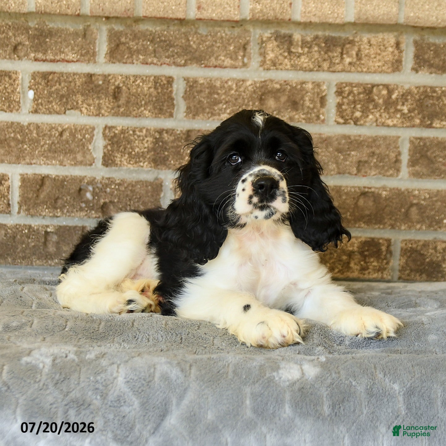 English Cocker Spaniel dogs Mandy - Ad 1