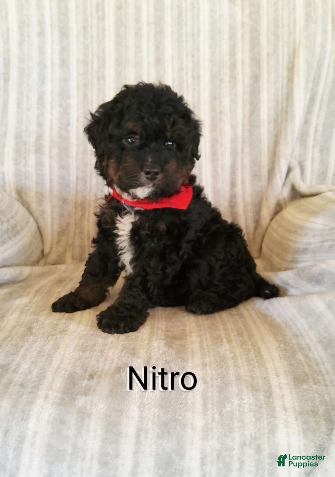 Mini Bernedoodle dogs for sale: Mini Bernedoodle Puppy 2 - Ad 4