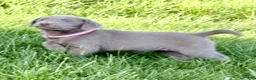 Labrador Retriever dogs for sale: Nova - Ad 5