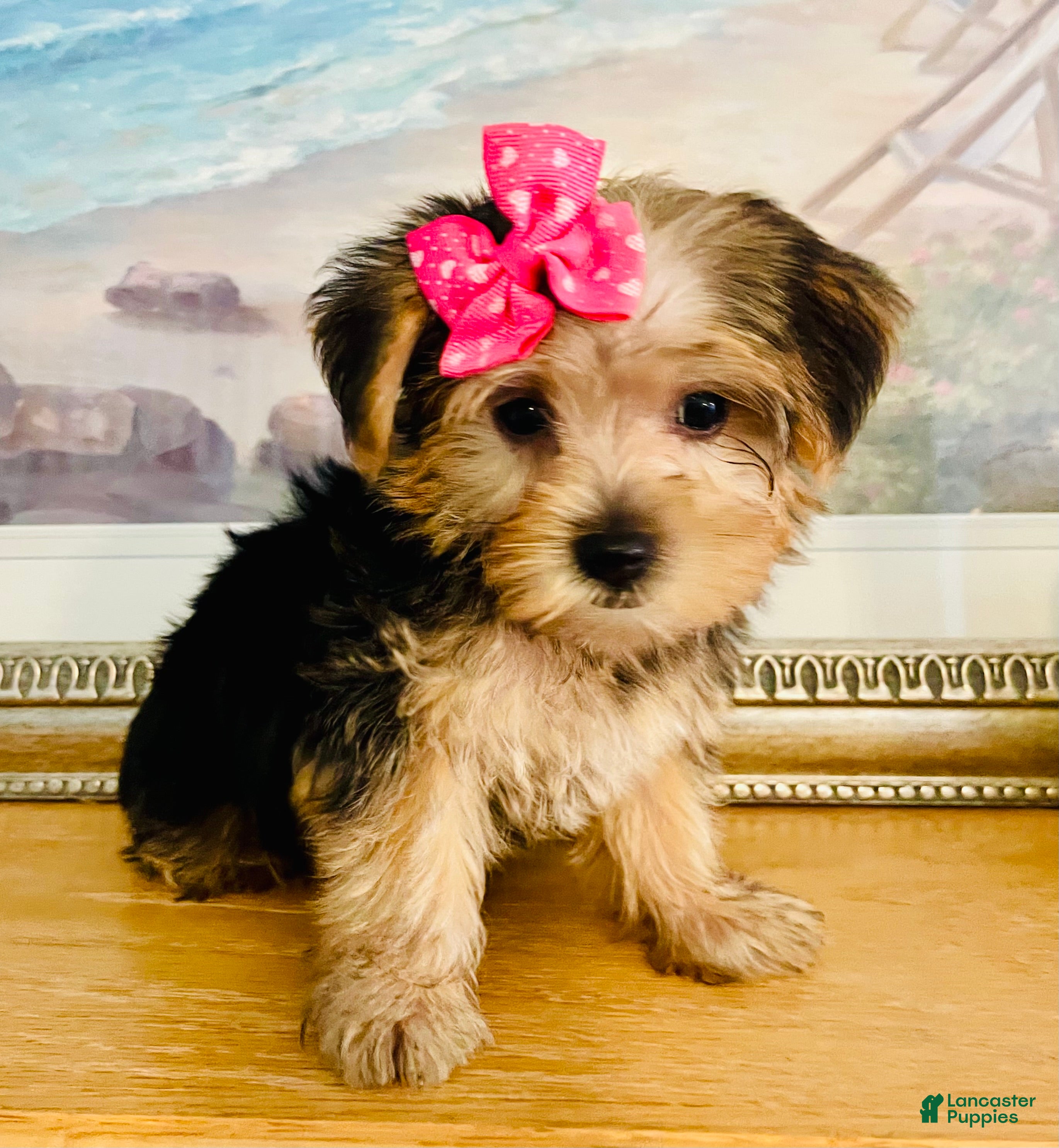 Yorkshire Terrier dogs Tiny Tiara - Ad 1