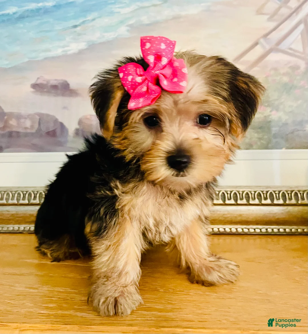 Yorkshire Terrier dogs for sale: Tiny Tiara - Ad 1