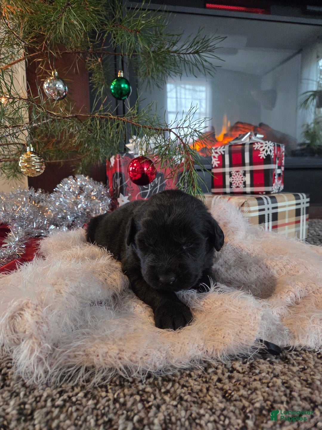 Newfoundland dogs for sale: Dasher  - Ad 1