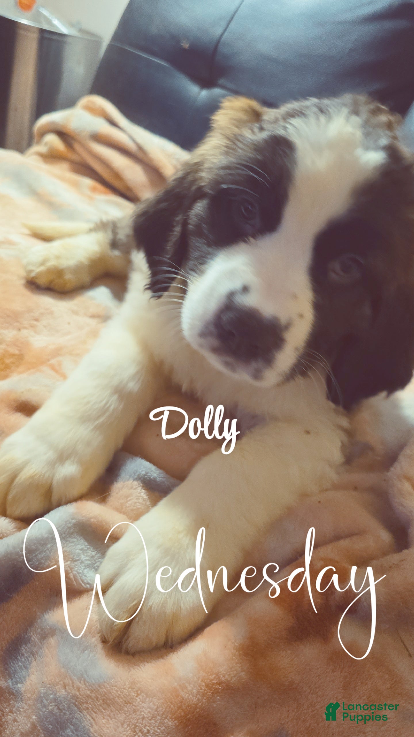 Saint Bernard dogs Dolly  - Ad 1