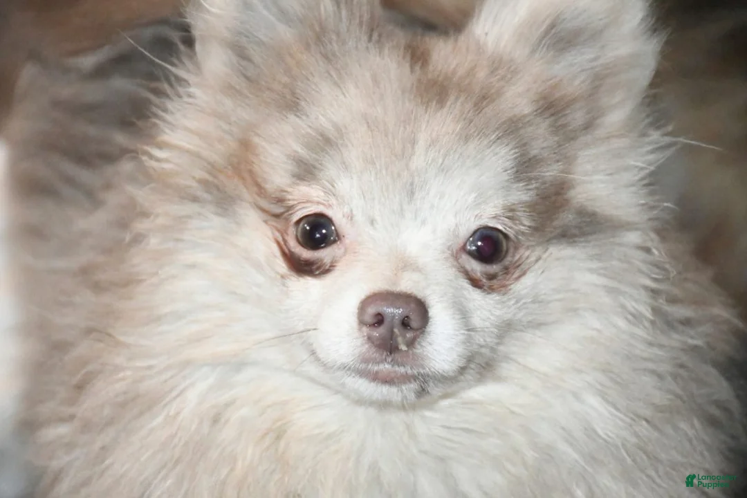 Pomeranian dogs for sale: Next Hall's Amethyst Emalee - Ad 4
