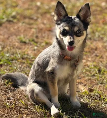 Nova