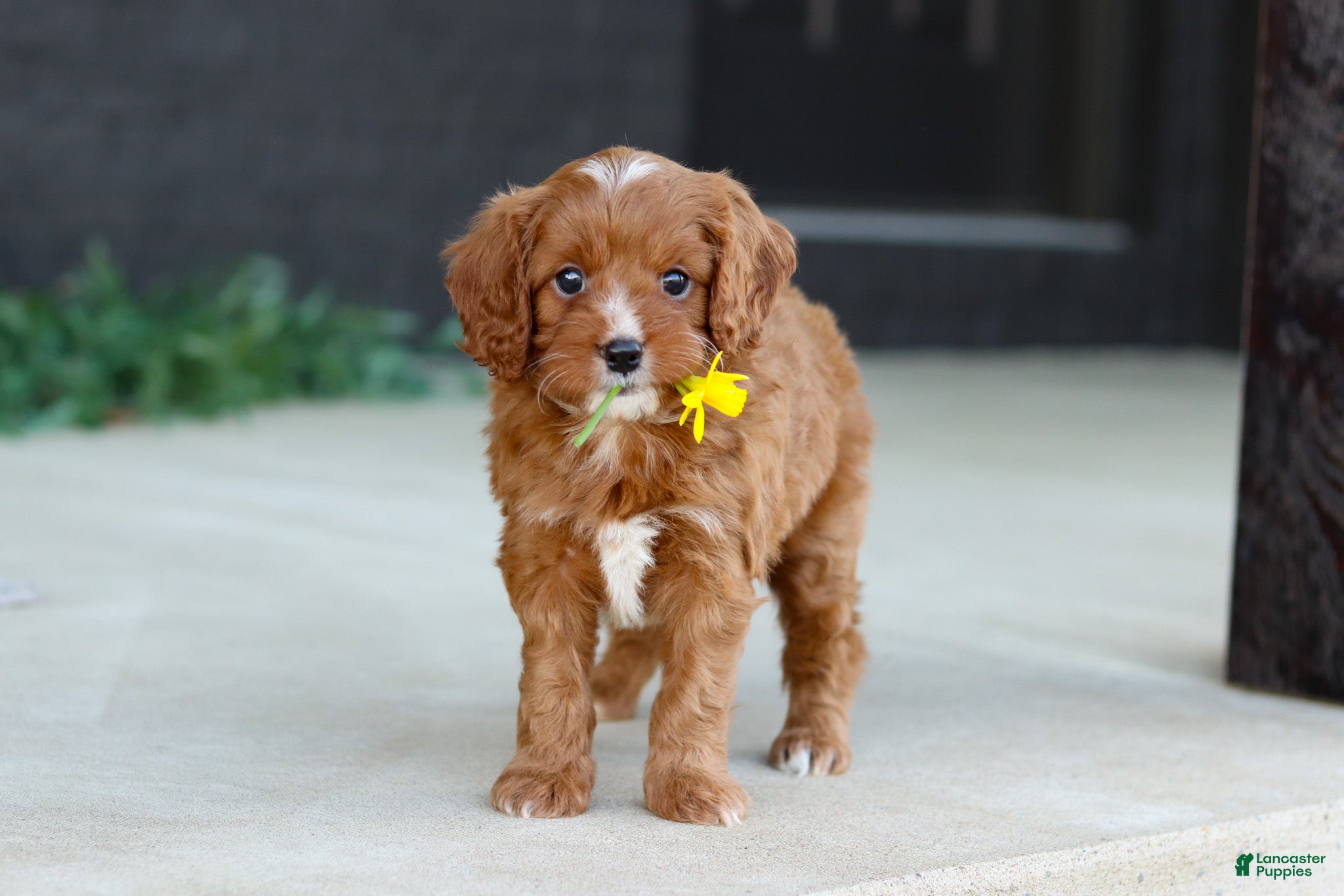 Cavapoo dogs Mr. Bentley - Ad 1