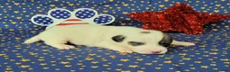 Jack Russell Terrier dogs for sale: Percy CKC male - Ad 6