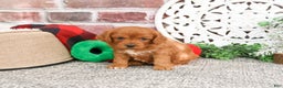 Cavapoo dogs for sale: Boone - Ad 2