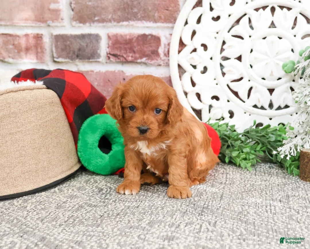 Cavapoo dogs for sale: Boone - Ad 6