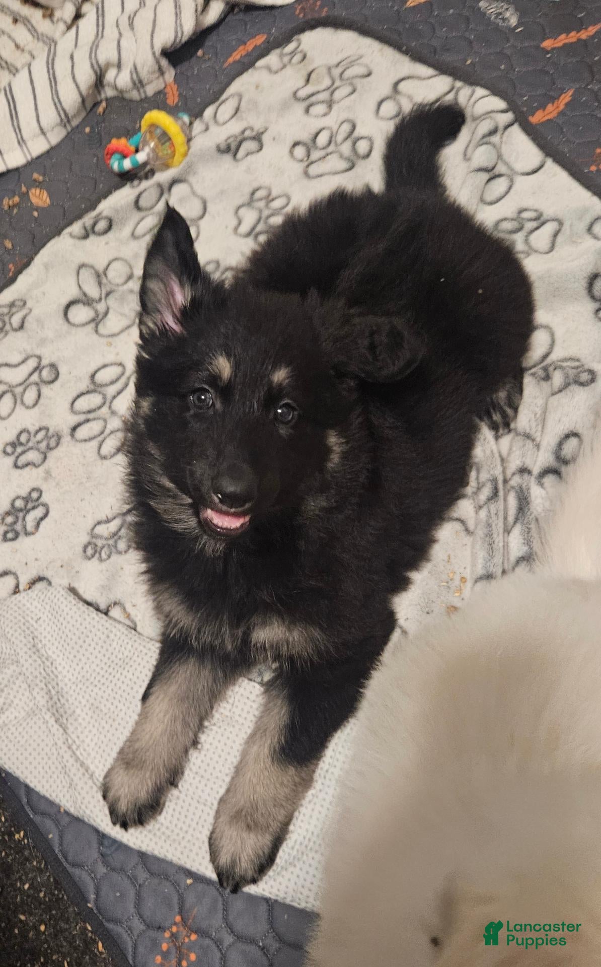 German Shepherd dogs German Shepherd 4 - Ad 2