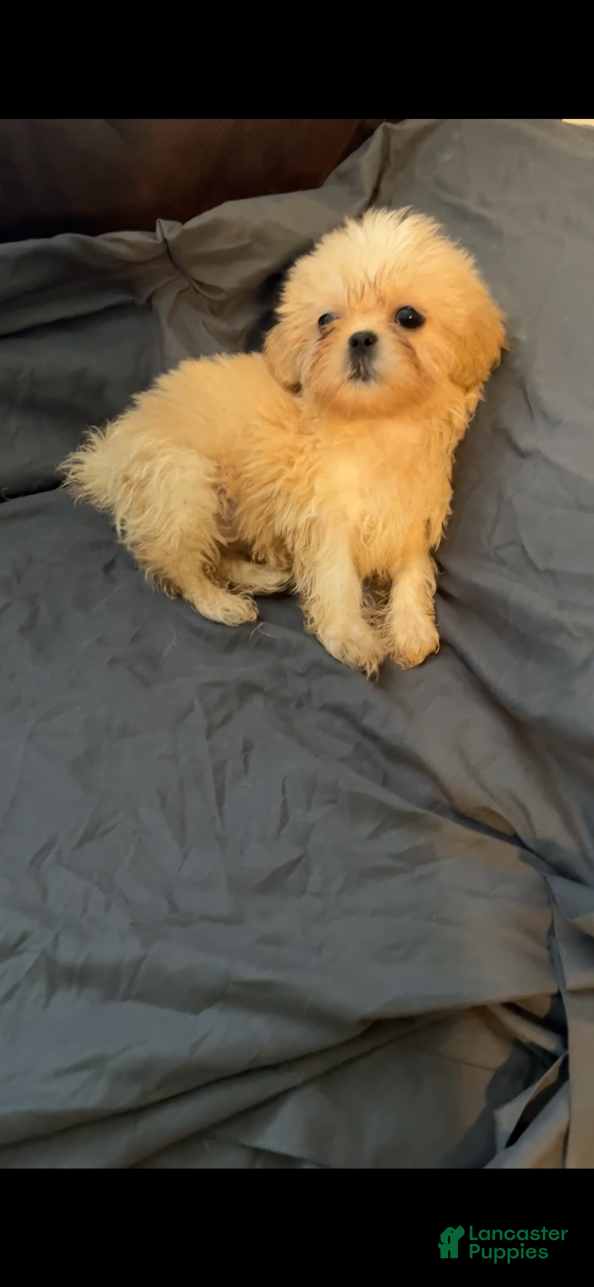 Mixed Breed dogs Teddy - Ad 23