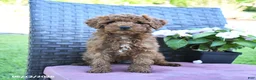 Miniature Poodle dogs for sale: Harry - Ad 2