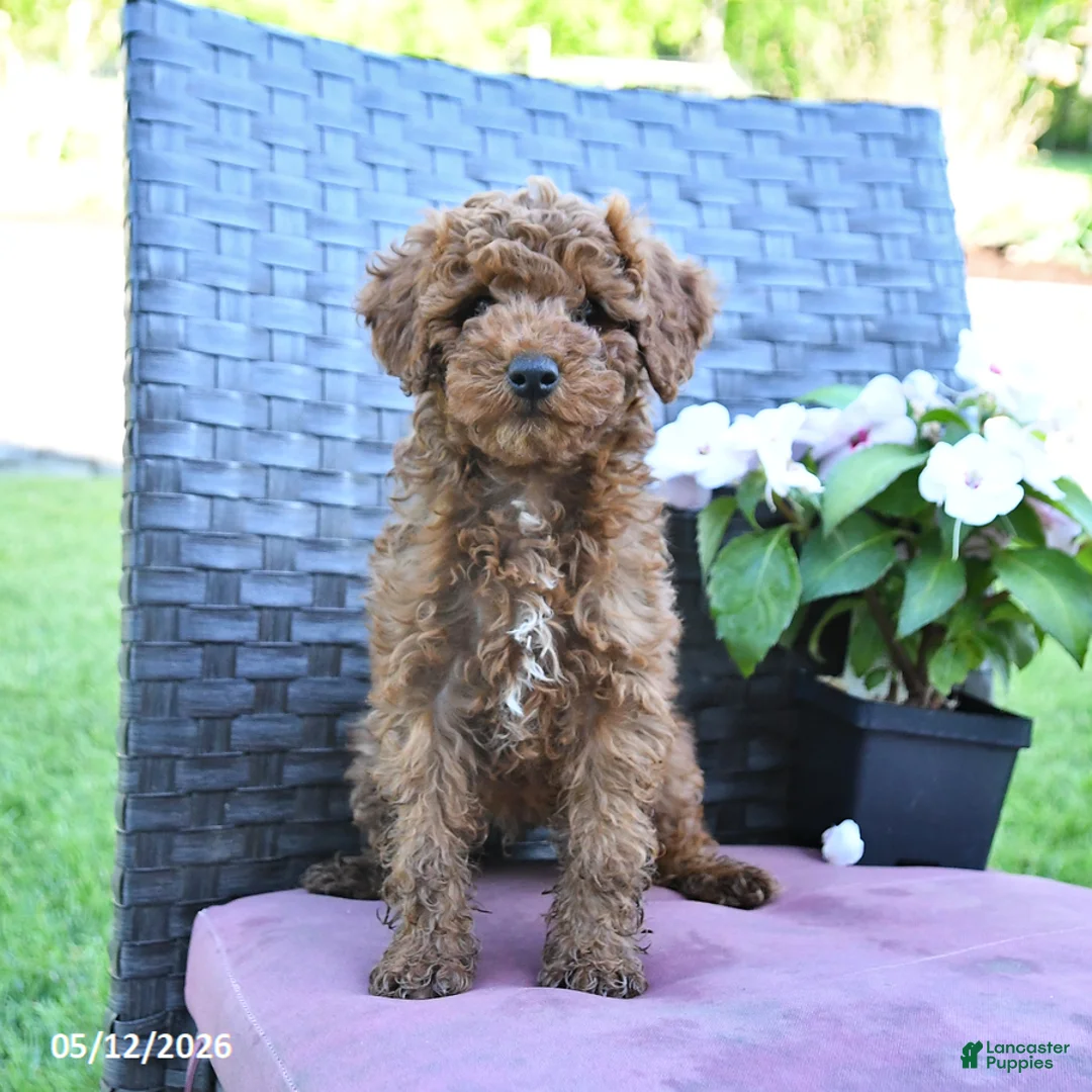 Miniature Poodle dogs for sale: Harry - Ad 2