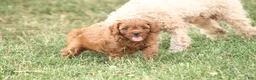 Cavapoo dogs for sale: Archer - Ad 5