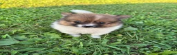 Pomeranian dogs for sale: Nala - Ad 1