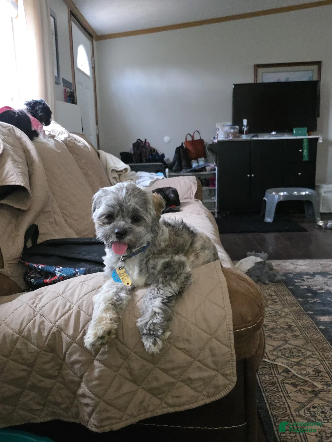 Mixed Breed dogs for sale: Mixed Breed Puppy 1 Henry - Ad 1