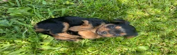 Yorkshire Terrier dogs for sale: Tucker - Ad 3