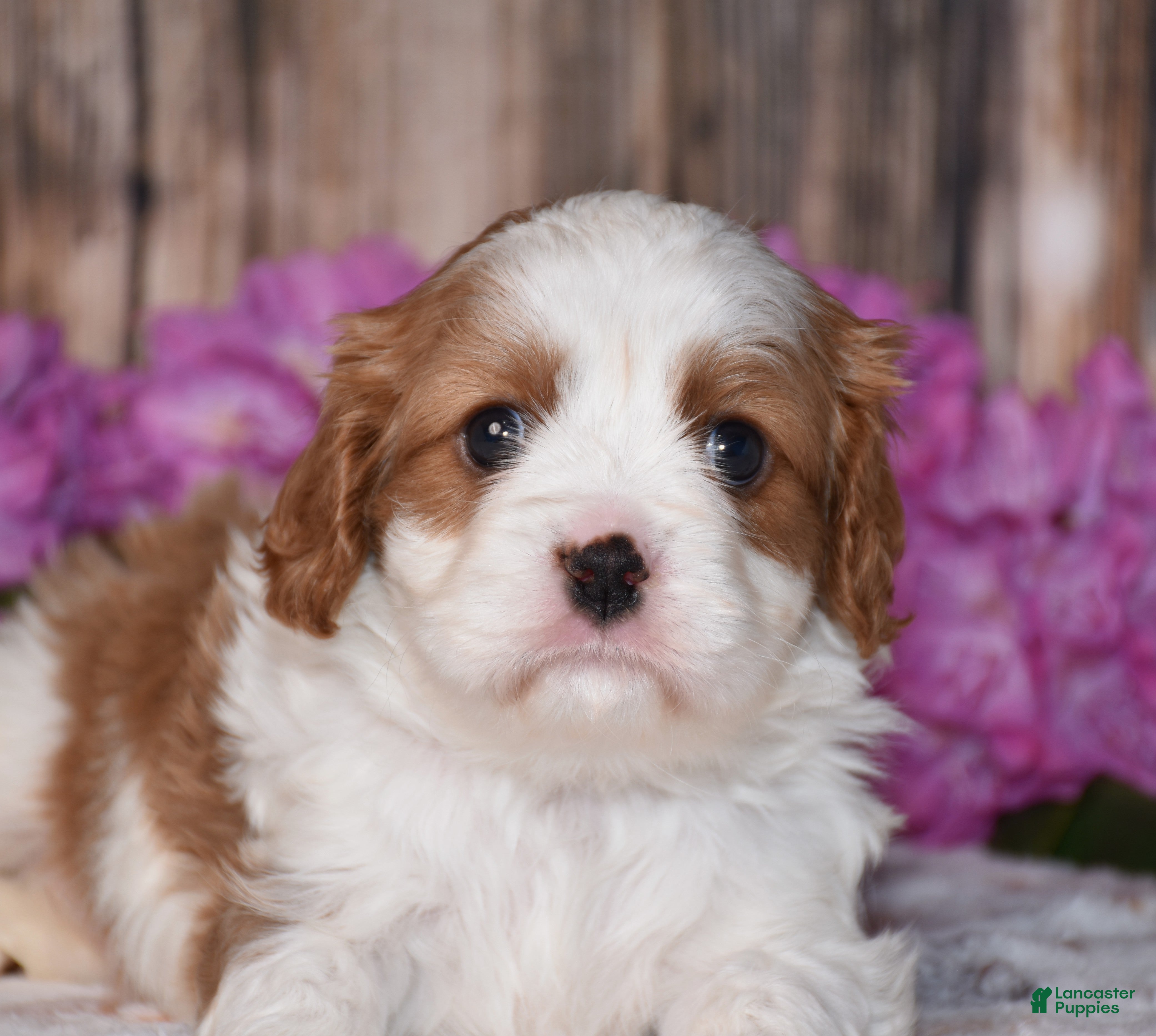 Cavalier King Charles Spaniel dogs Larsen - Ad 2