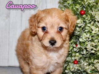 Cavapoo dogs Sarah - Ad 6