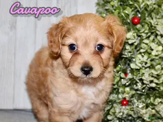 Cavapoo dogs Sarah - Ad 7