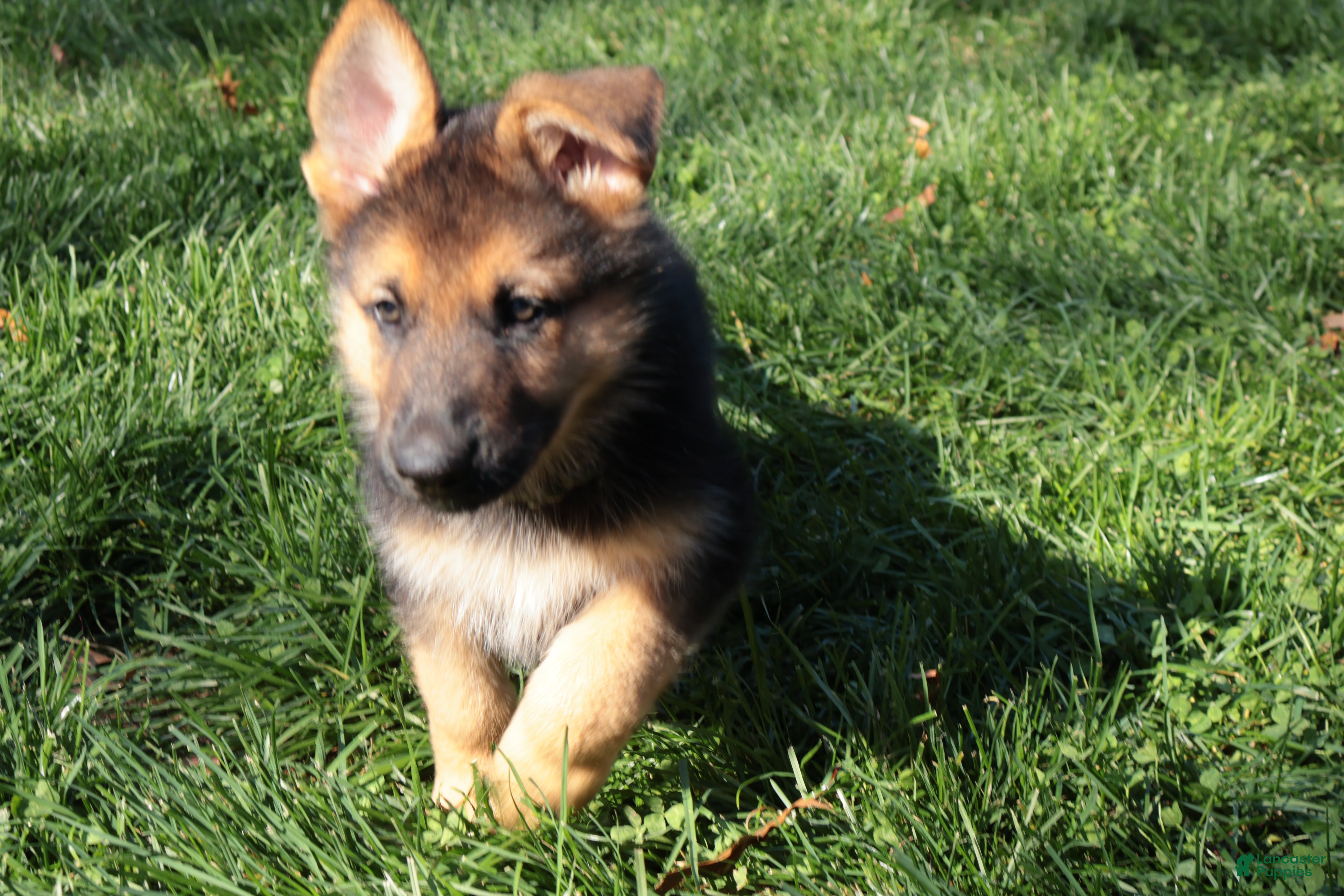German Shepherd dogs for sale: Patriot - Ad 2