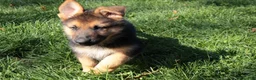 German Shepherd dogs for sale: Patriot - Ad 2