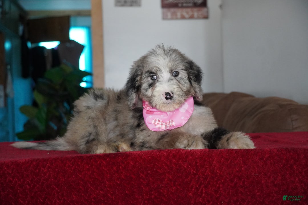 Sheepadoodle dogs for sale: Susie - Ad 2
