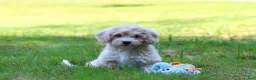 Bichpoo dogs for sale: Sarah - Ad 7