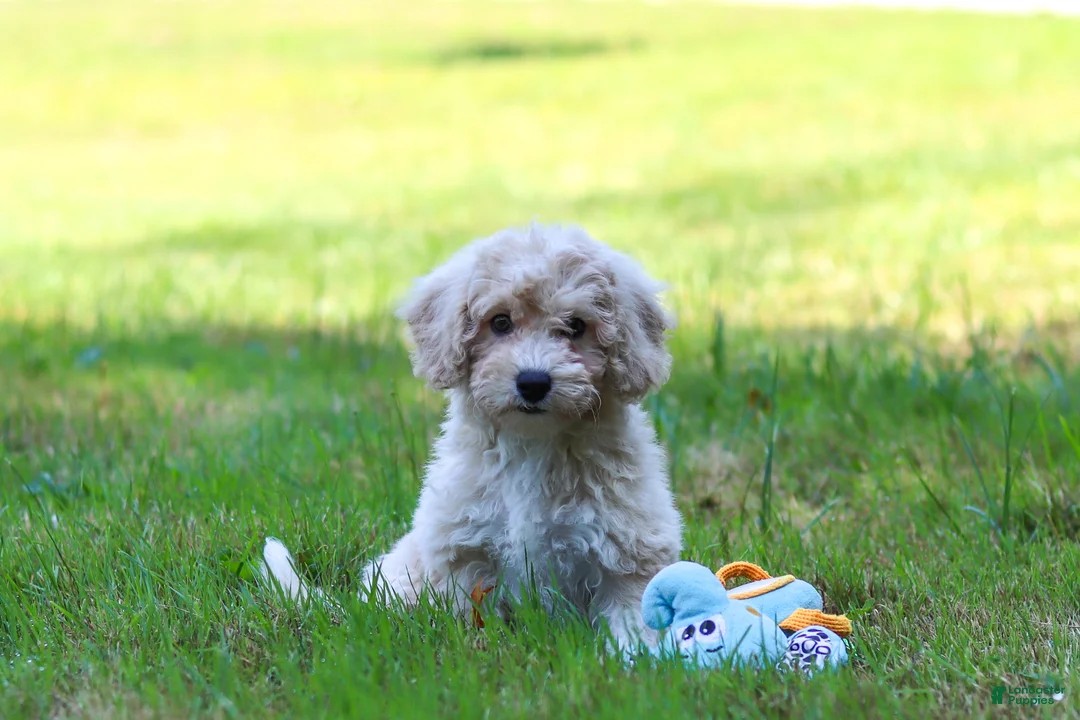 Bichpoo dogs for sale: Sarah - Ad 7
