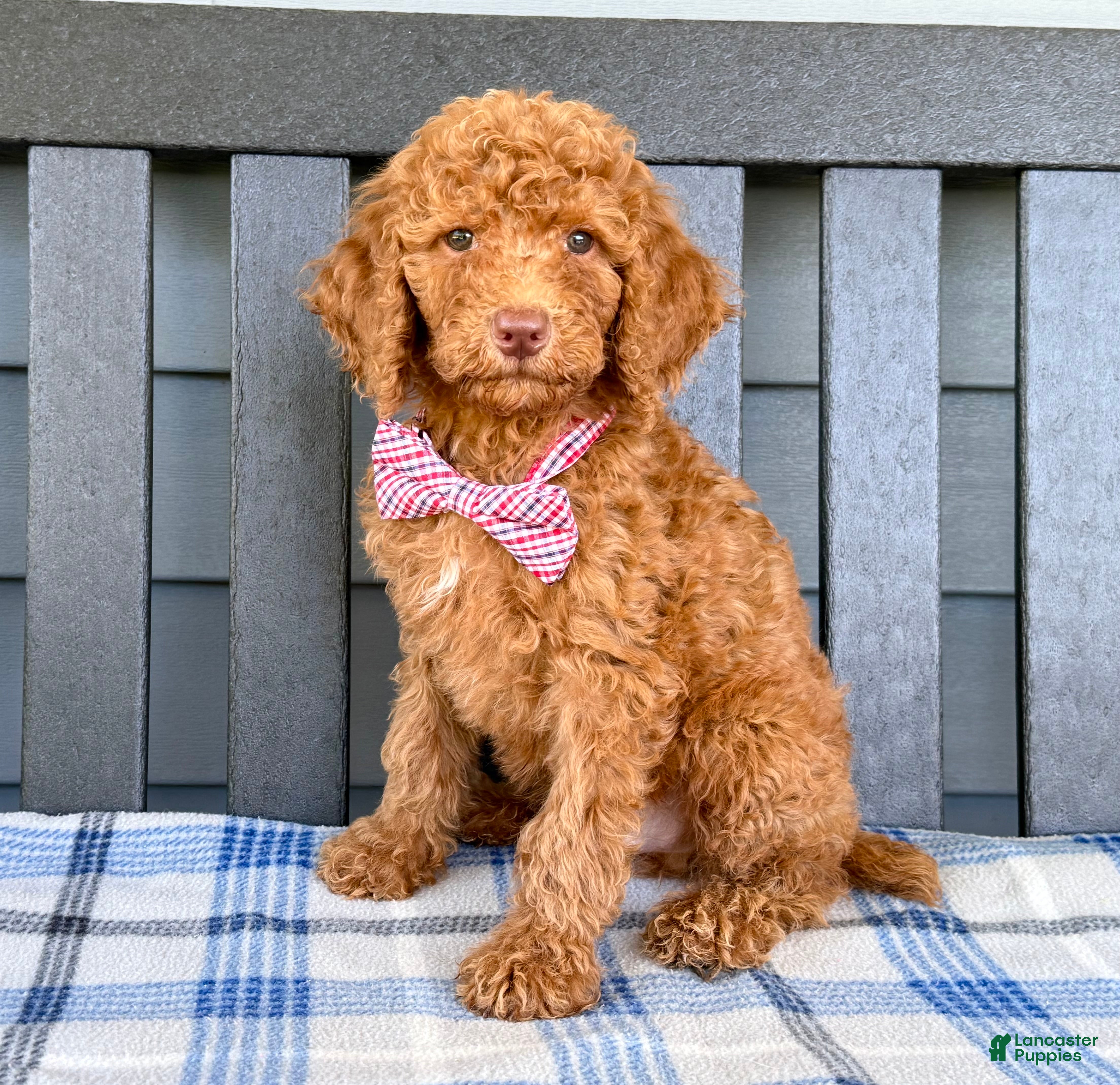 Standard Poodle dogs Rhett - Ad 1