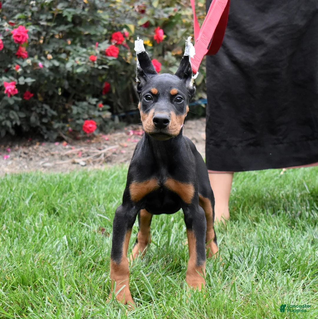 Doberman Pinscher dogs for sale: Orchid - Ad 1