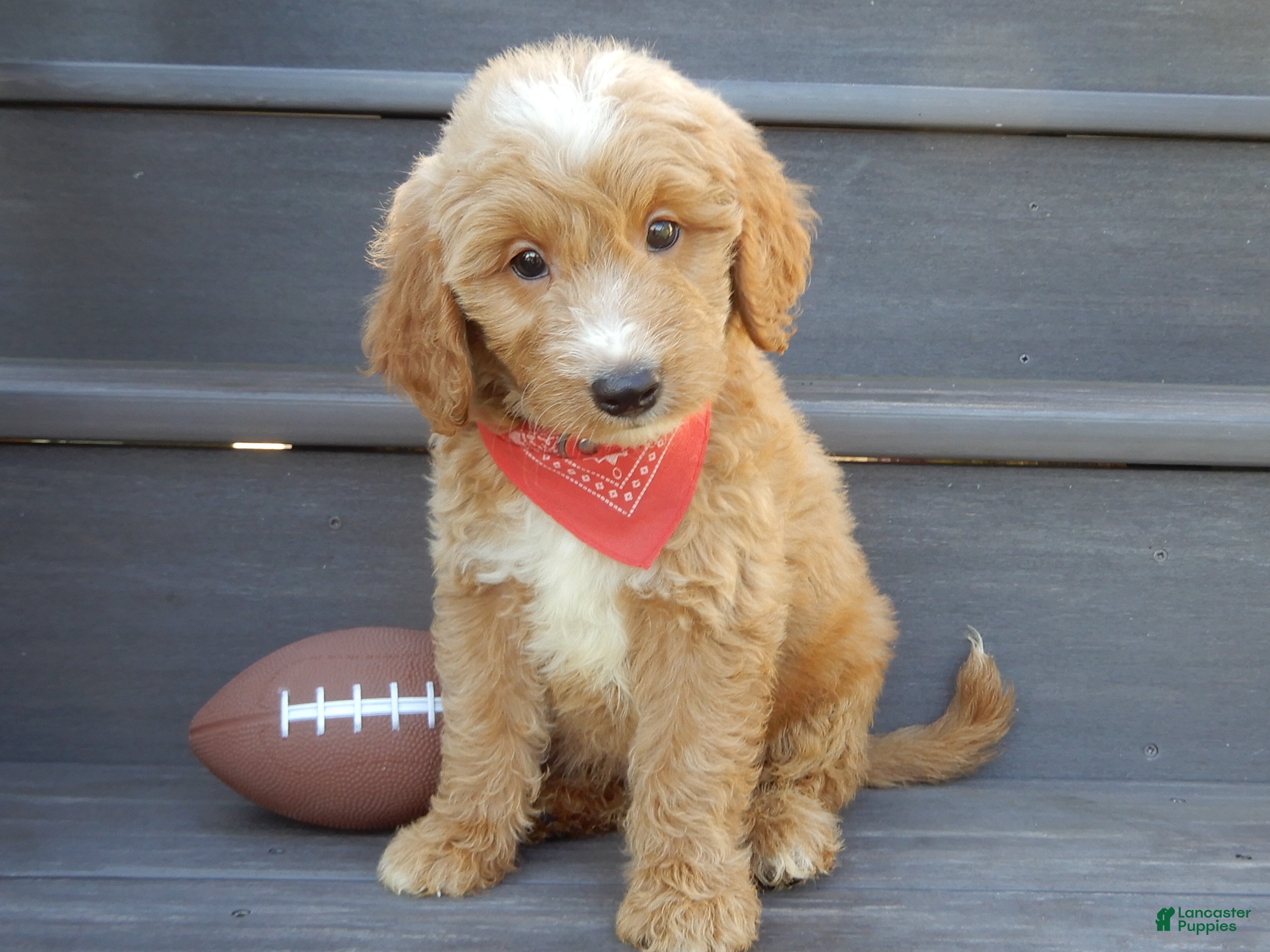 Mini Goldendoodle dogs Bear (medium) - Ad 1