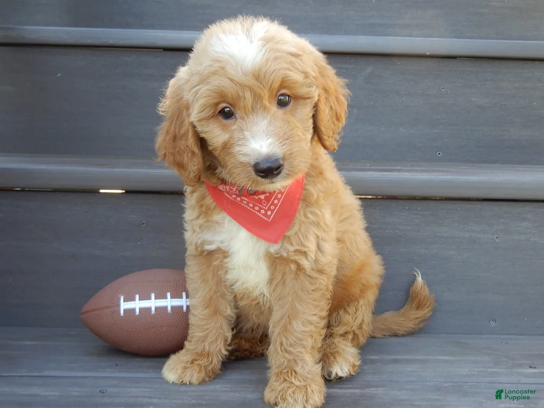 Mini Goldendoodle dogs for sale: Bear (medium) - Ad 1