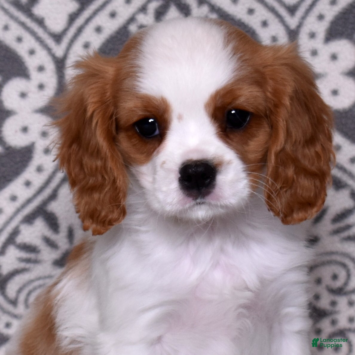 Cavalier King Charles Spaniel dogs Oliver - Ad 1