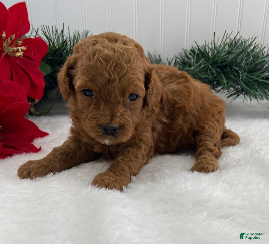 Cavapoo dogs for sale: Sunshine - Ad 8