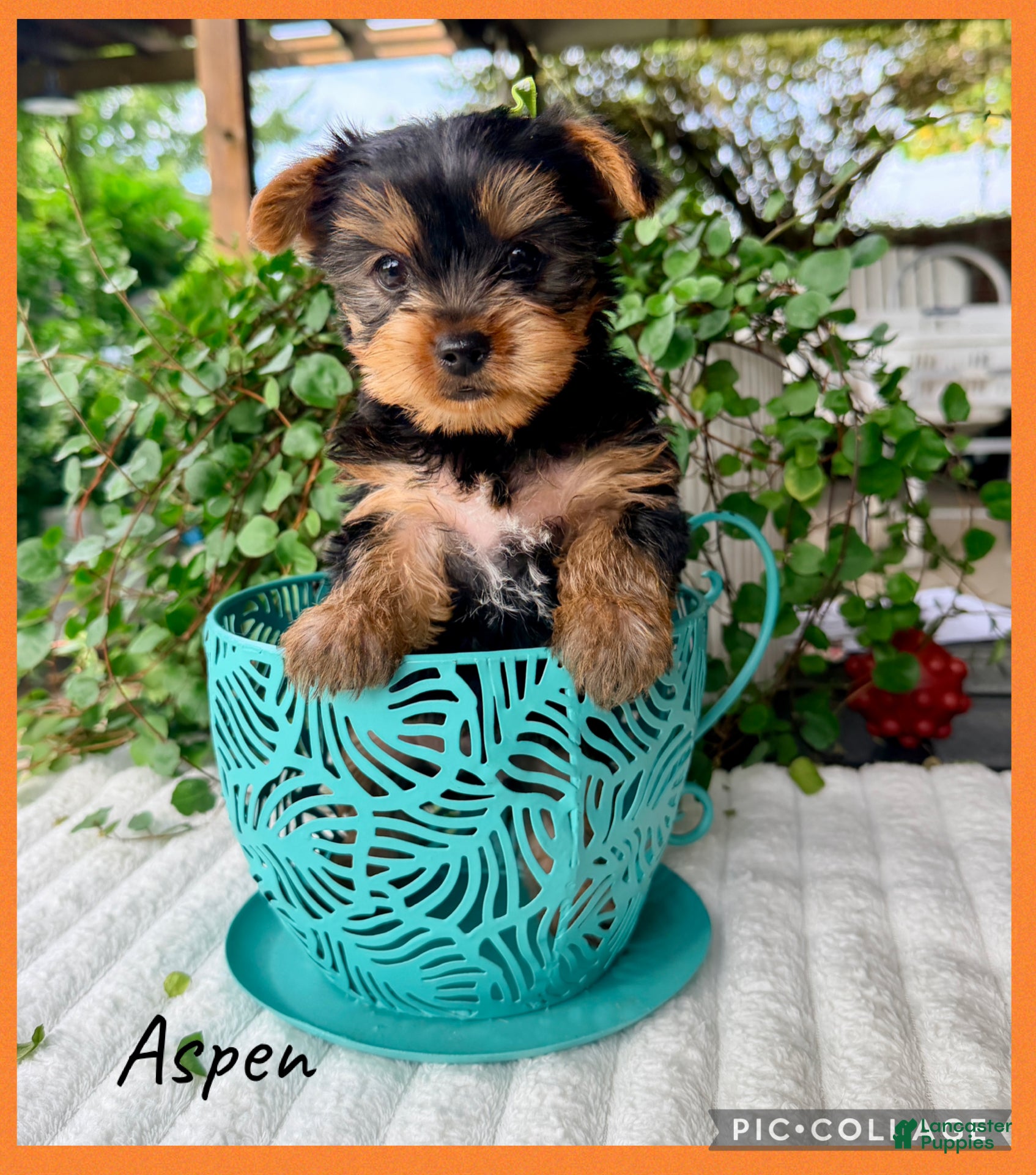 Yorkshire Terrier dogs Aspen - Ad 1