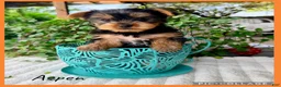 Yorkshire Terrier dogs for sale: Aspen - Ad 1