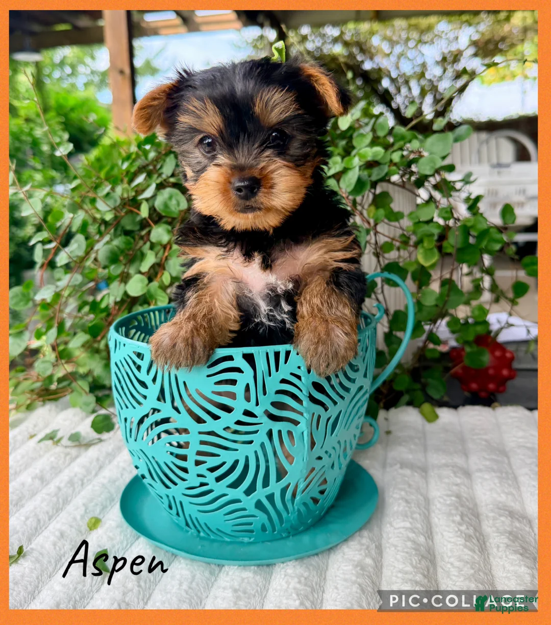 Yorkshire Terrier dogs for sale: Aspen - Ad 1