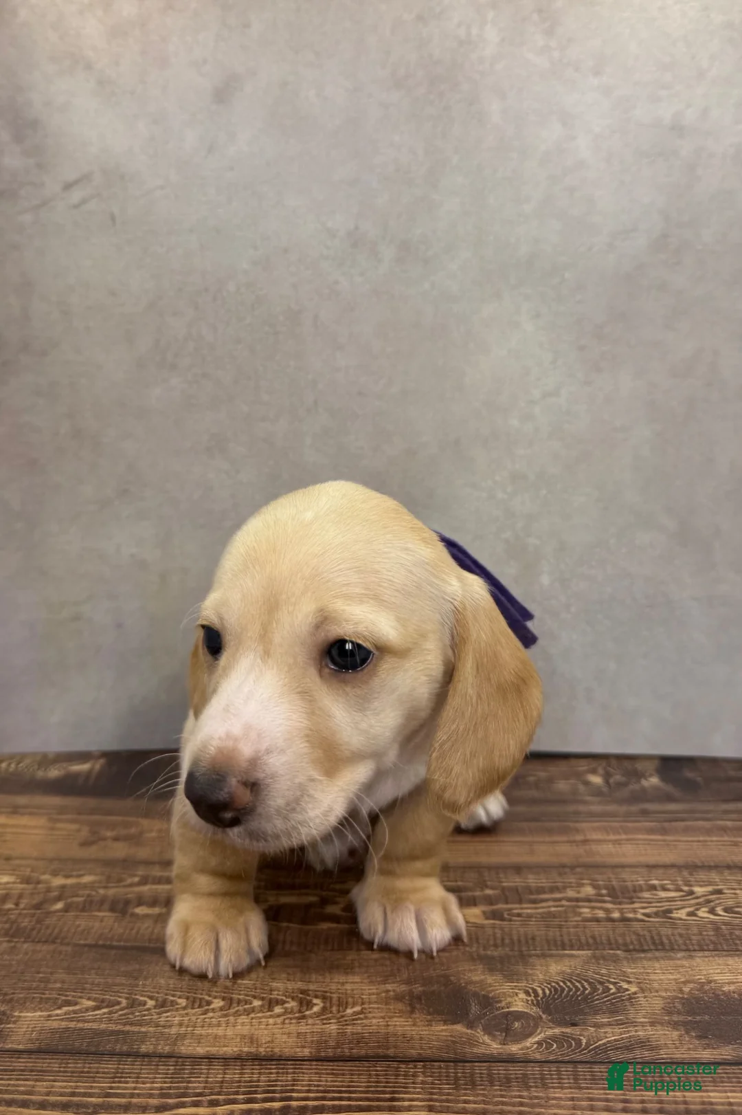 Dachshund dogs for sale: Soleil - Ad 2