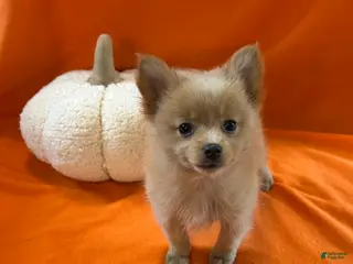 Pomeranian dogs Joey - Ad 10