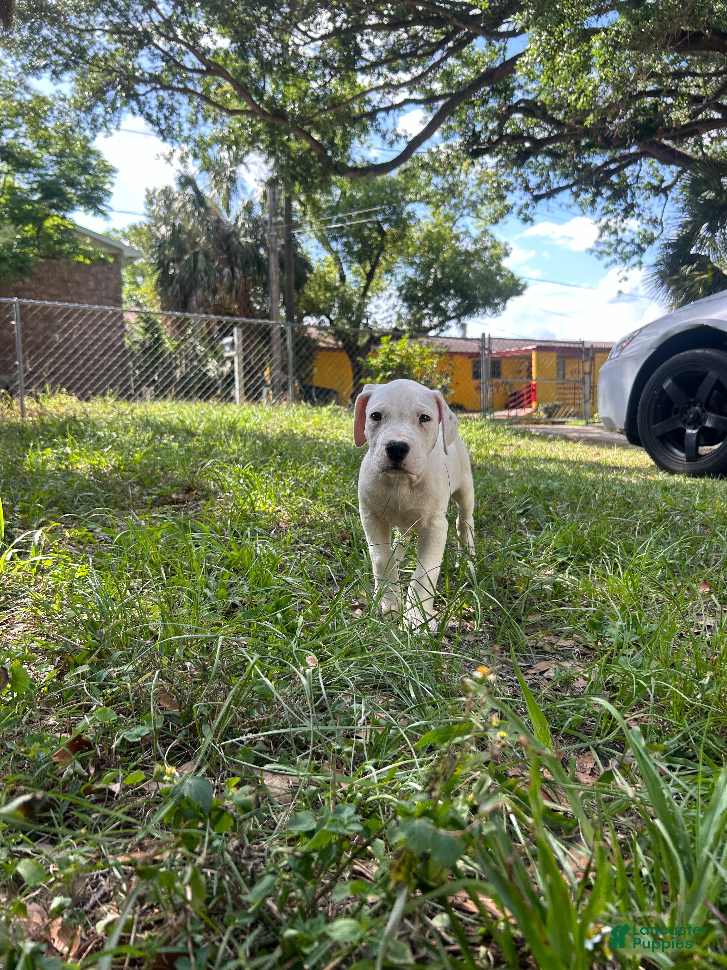 Dogo Argentino dogs Dogo Argentino Rose - Ad 5