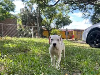 Dogo Argentino dogs Dogo Argentino Rose - Ad 5