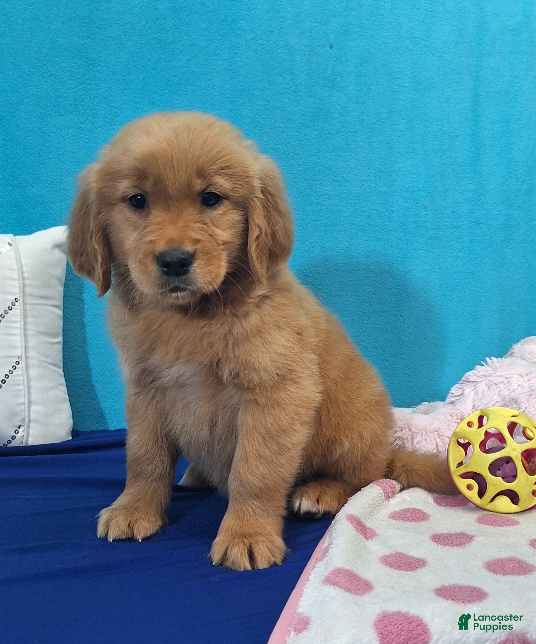 Golden Retriever dogs Holli - Ad 2