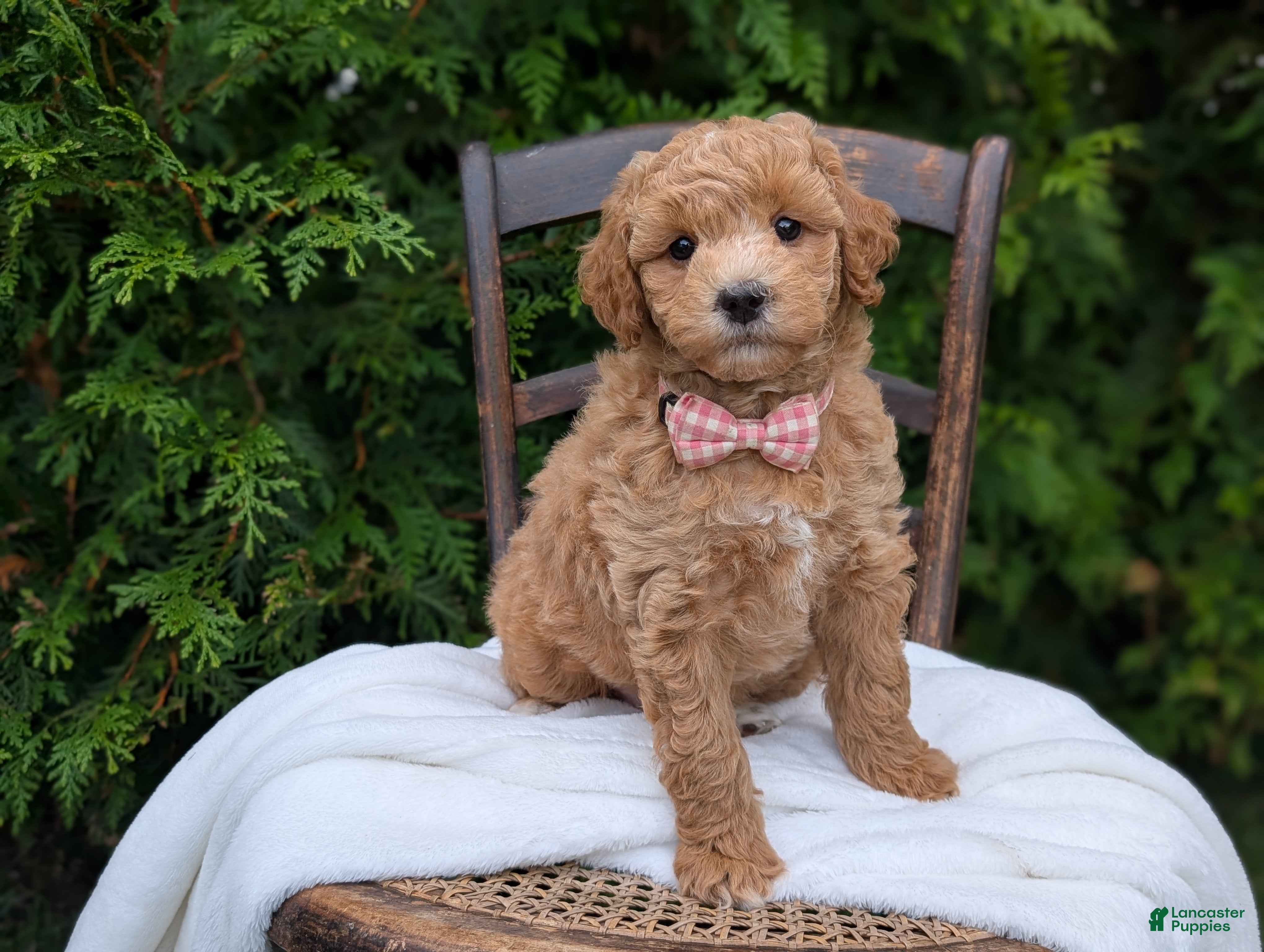 Mini Goldendoodle dogs Lucy - Ad 1