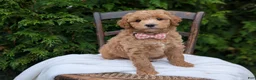 Mini Goldendoodle dogs for sale: Lucy - Ad 1