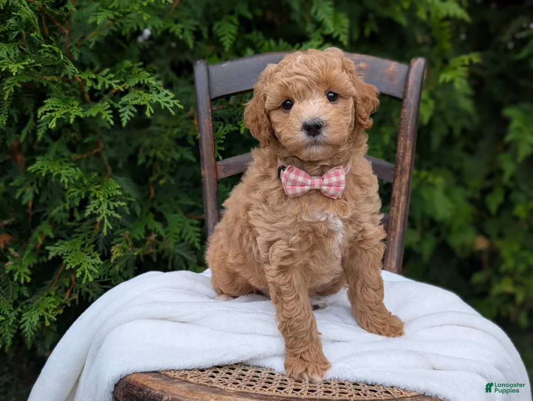 Mini Goldendoodle dogs for sale: Lucy - Ad 1