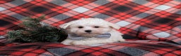 Maltese dogs for sale: Austin 7 lbs Full Grown - Ad 7