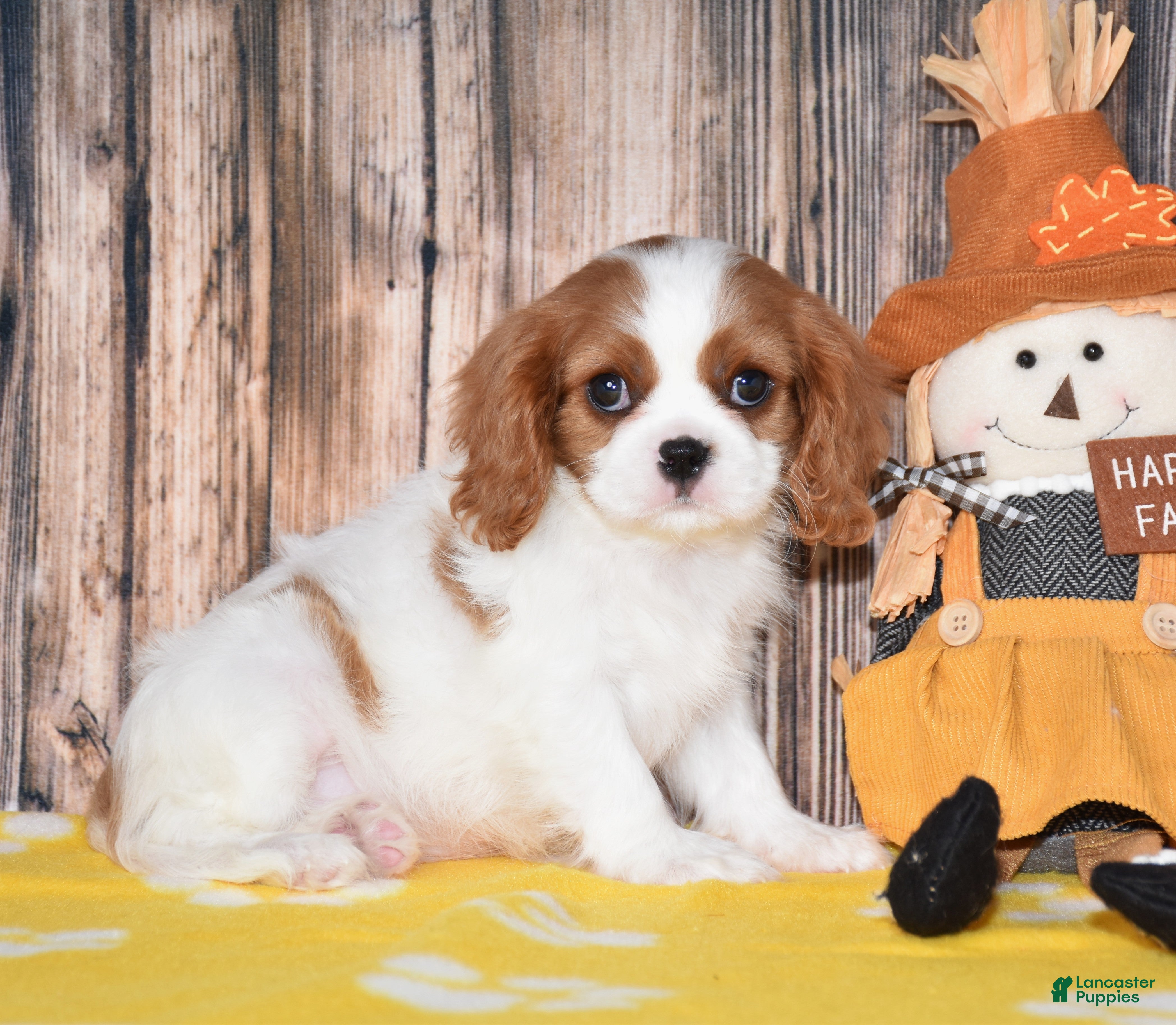 Cavalier King Charles Spaniel dogs for sale: Gabby - Ad 2